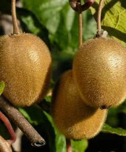 Fast Growing Trees See All Fruit Trees Fuzzy Kiwi