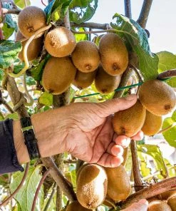 Fast Growing Trees See All Fruit Trees Fuzzy Kiwi