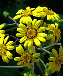 Fast Growing Trees See All Shrubs & Hedges Giant Leopard Plant 7 Fast Growing Trees See All Shrubs & Hedges Giant Leopard Plant