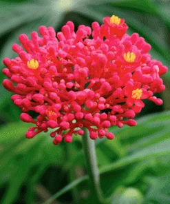 Fast Growing Trees Tropical Patio Plants Gout Plant