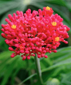 Fast Growing Trees Tropical Patio Plants Gout Plant