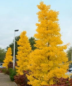 Fast Growing Trees Goldspire™ Ginkgo Tree Ginkgo Trees