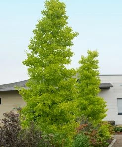 Fast Growing Trees Goldspire™ Ginkgo Tree Ginkgo Trees