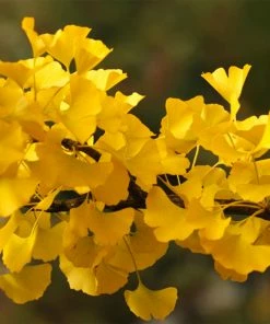 Fast Growing Trees Goldspire™ Ginkgo Tree Ginkgo Trees