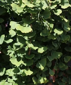 Fast Growing Trees Goldspire™ Ginkgo Tree Ginkgo Trees