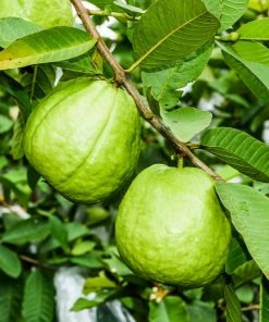 Fast Growing Trees Guava Tree 'Ruby Supreme' See All Fruit Trees