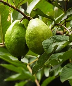 Fast Growing Trees Guava Tree 'Ruby Supreme' See All Fruit Trees