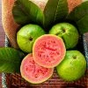 Fast Growing Trees Guava Tree 'Ruby Supreme' See All Fruit Trees 1 Fast Growing Trees Guava Tree 'Ruby Supreme' See All Fruit Trees