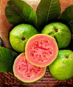 Fast Growing Trees Guava Tree 'Ruby Supreme' See All Fruit Trees