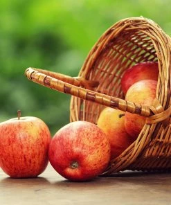 Fast Growing Trees Braeburn & Gala Twisted Apple Tree