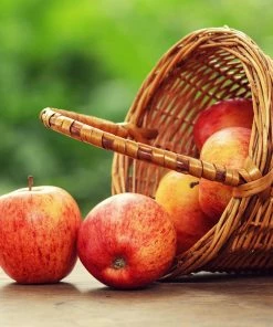 Fast Growing Trees Gala Apple Tree Apple Trees