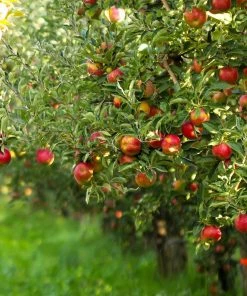Fast Growing Trees Gala Apple Tree