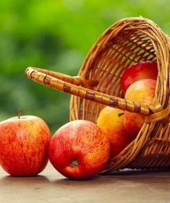 Fast Growing Trees Gala Apple Tree Apple Trees