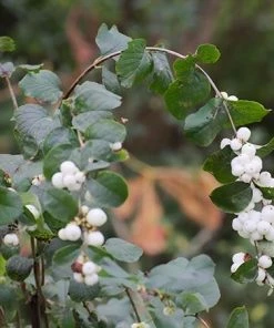 Fast Growing Trees Galaxy™ Snowberry See All Shrubs & Hedges