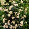 Fast Growing Trees Galaxy™ Snowberry See All Shrubs & Hedges