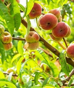 Fast Growing Trees Peach Trees Galaxy Peach Tree