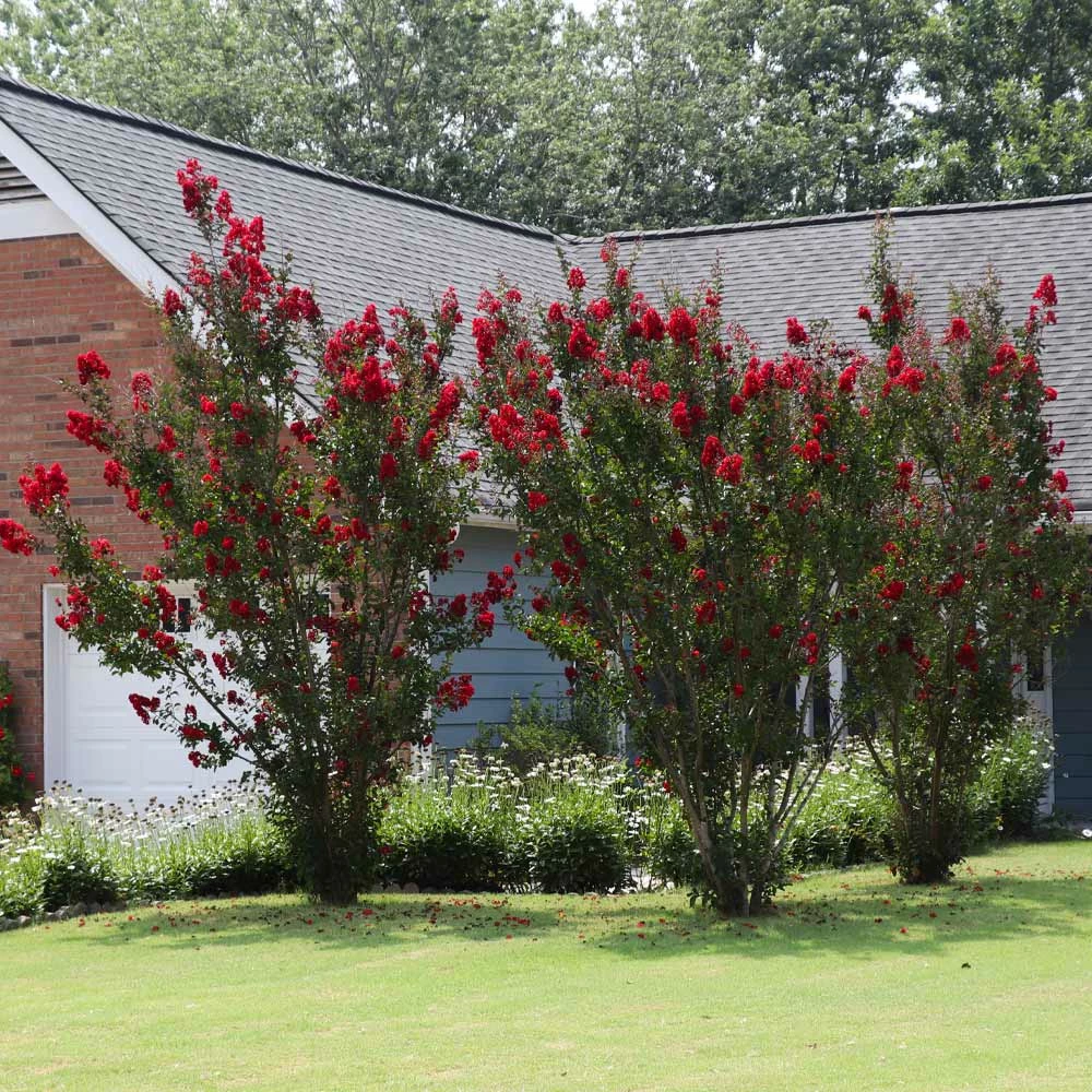 Fast Growing Trees Crape Myrtles Garnet King™ Emerald Empire® Crape Myrtle Tree 5 Fast Growing Trees Crape Myrtles Garnet King™ Emerald Empire® Crape Myrtle Tree