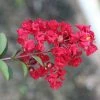 Fast Growing Trees Crape Myrtles Garnet King™ Emerald Empire® Crape Myrtle Tree