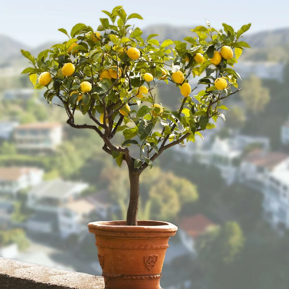 Fast Growing Trees Citrus Trees Genoa (Italian) Lemon Tree 4 Fast Growing Trees Citrus Trees Genoa (Italian) Lemon Tree