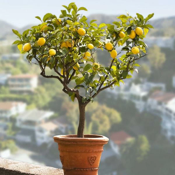 Fast Growing Trees Citrus Trees Genoa (Italian) Lemon Tree 3 Fast Growing Trees Citrus Trees Genoa (Italian) Lemon Tree