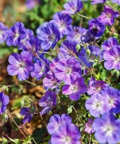 Fast Growing Trees Geranium Rozanne Deer Resistant Plants 9 Fast Growing Trees Geranium Rozanne Deer Resistant Plants