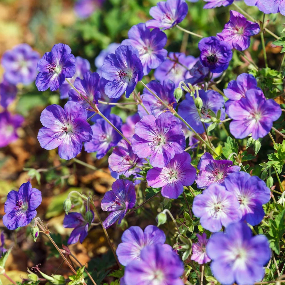 Fast Growing Trees Geranium Rozanne Deer Resistant Plants 6 Fast Growing Trees Geranium Rozanne Deer Resistant Plants