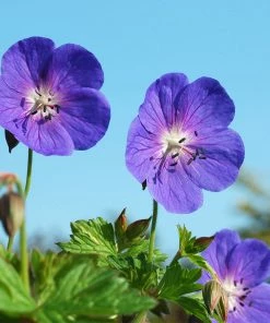 Fast Growing Trees Geranium Rozanne Deer Resistant Plants 8 Fast Growing Trees Geranium Rozanne Deer Resistant Plants
