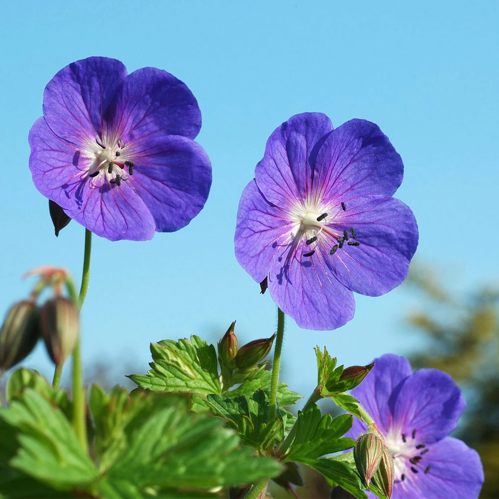 Fast Growing Trees Geranium Rozanne Deer Resistant Plants 5 Fast Growing Trees Geranium Rozanne Deer Resistant Plants