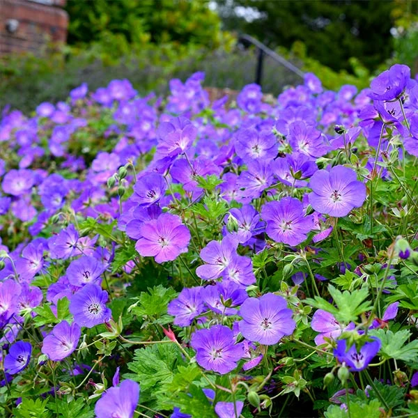 Fast Growing Trees Geranium Rozanne Deer Resistant Plants 3 Fast Growing Trees Geranium Rozanne Deer Resistant Plants