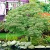 Fast Growing Trees Germaine's Gyration Japanese Maple