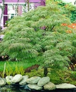Fast Growing Trees Germaine's Gyration Japanese Maple