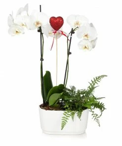Fast Growing Trees Gianna White Orchid And Fern Gift Plant Gift Plants