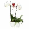 Fast Growing Trees Gianna White Orchid And Fern Gift Plant Gift Plants