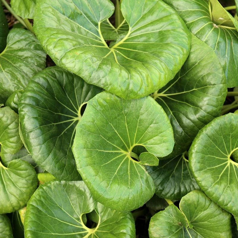 Fast Growing Trees See All Shrubs & Hedges Giant Leopard Plant 3 Fast Growing Trees See All Shrubs & Hedges Giant Leopard Plant