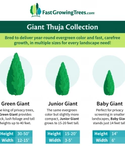 Fast Growing Trees Baby Giant Arborvitae Tree Arborvitae Trees