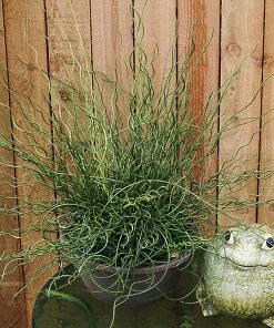 Fast Growing Trees Giant Corkscrew Rush Grass