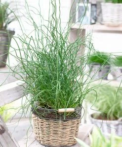 Fast Growing Trees Giant Corkscrew Rush Grass