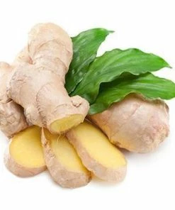 Fast Growing Trees Our Newest Arrivals Ginger Plant