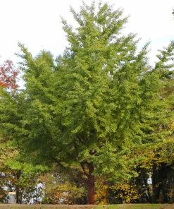 Fast Growing Trees Ginkgo Tree Ginkgo Trees