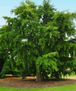 Fast Growing Trees Ginkgo Tree Ginkgo Trees