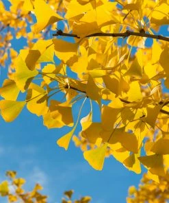 Fast Growing Trees Ginkgo Tree Ginkgo Trees