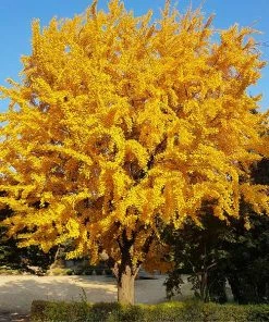 Fast Growing Trees Ginkgo Tree Ginkgo Trees