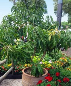 Fast Growing Trees Glenn Mango Tree