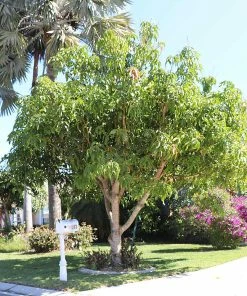 Fast Growing Trees Glenn Mango Tree