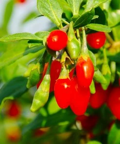 Fast Growing Trees Goji Berry - USDA Organic See All Fruit Trees