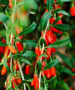 Fast Growing Trees Goji Berry See All Fruit Trees