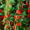 Fast Growing Trees Goji Berry - USDA Organic See All Fruit Trees