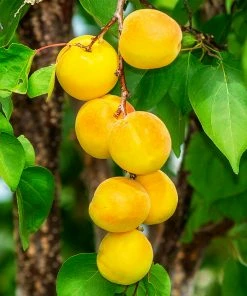 Fast Growing Trees Our Newest Arrivals Gold Kist Apricot Tree