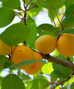 Fast Growing Trees Our Newest Arrivals Gold Kist Apricot Tree