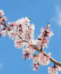 Fast Growing Trees Our Newest Arrivals Gold Kist Apricot Tree